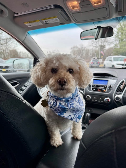 Medium white dog wearing blue boho Bandana, sitting in car