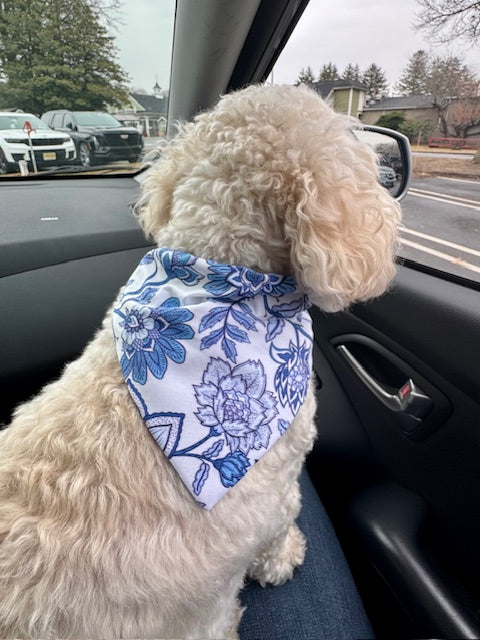 medium white dog wearing a blue and white boho bandana
