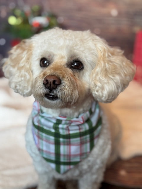 Small dog wearing a green, red, and white plaid bandana 