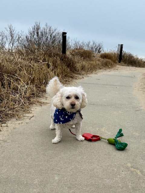 Small white dog on a leash with a blue nautical bandana standing on a path with dune grass and a clear sky.