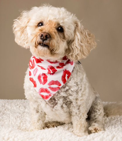 Lipstick Kisses Dog Bandana