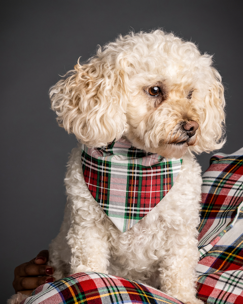 Polar Plaid Dog Bandana