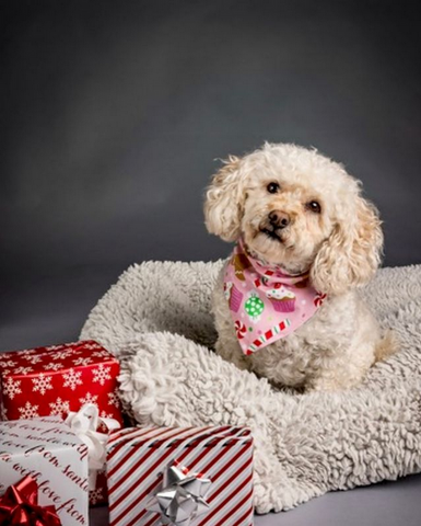 Sugar Plum Dog Bandana