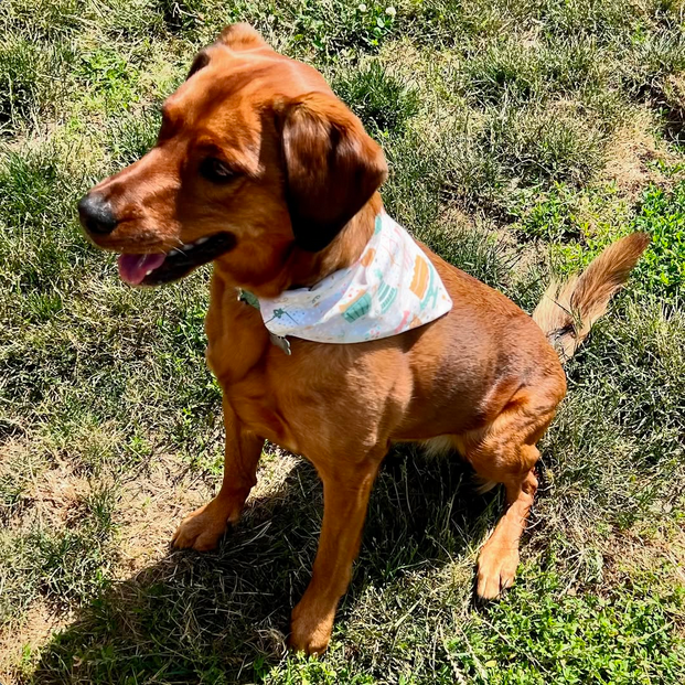 Pink Birthday Dog Bandana