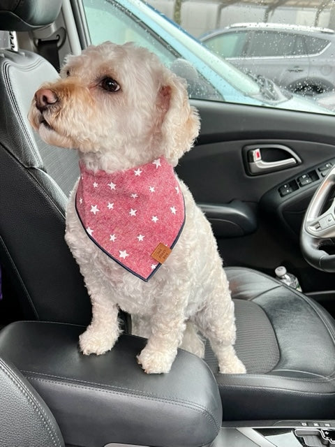 Lucky Stars Dog Bandana