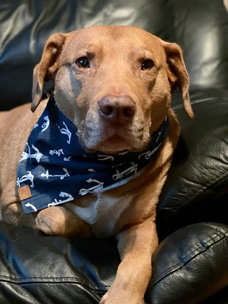 Nautical Blue Dog Bandana