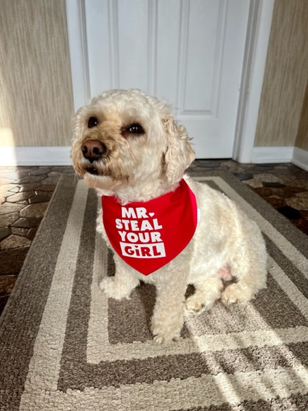 Mr. Steal Your Girl Dog Bandana