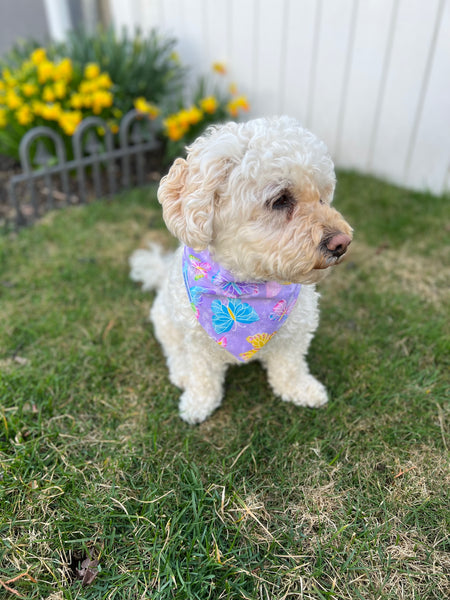 Reversible Lavender Butterflies Dog Bandana