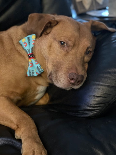 Chick Magnet Dog Bow Tie