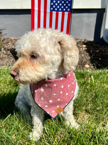 Lucky Stars Dog Bandana