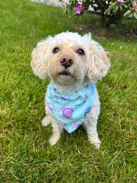 California Dreams Dog Bandana