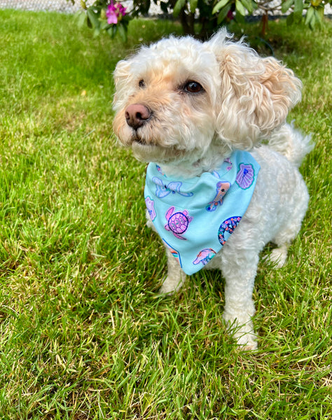 California Dreams Dog Bandana