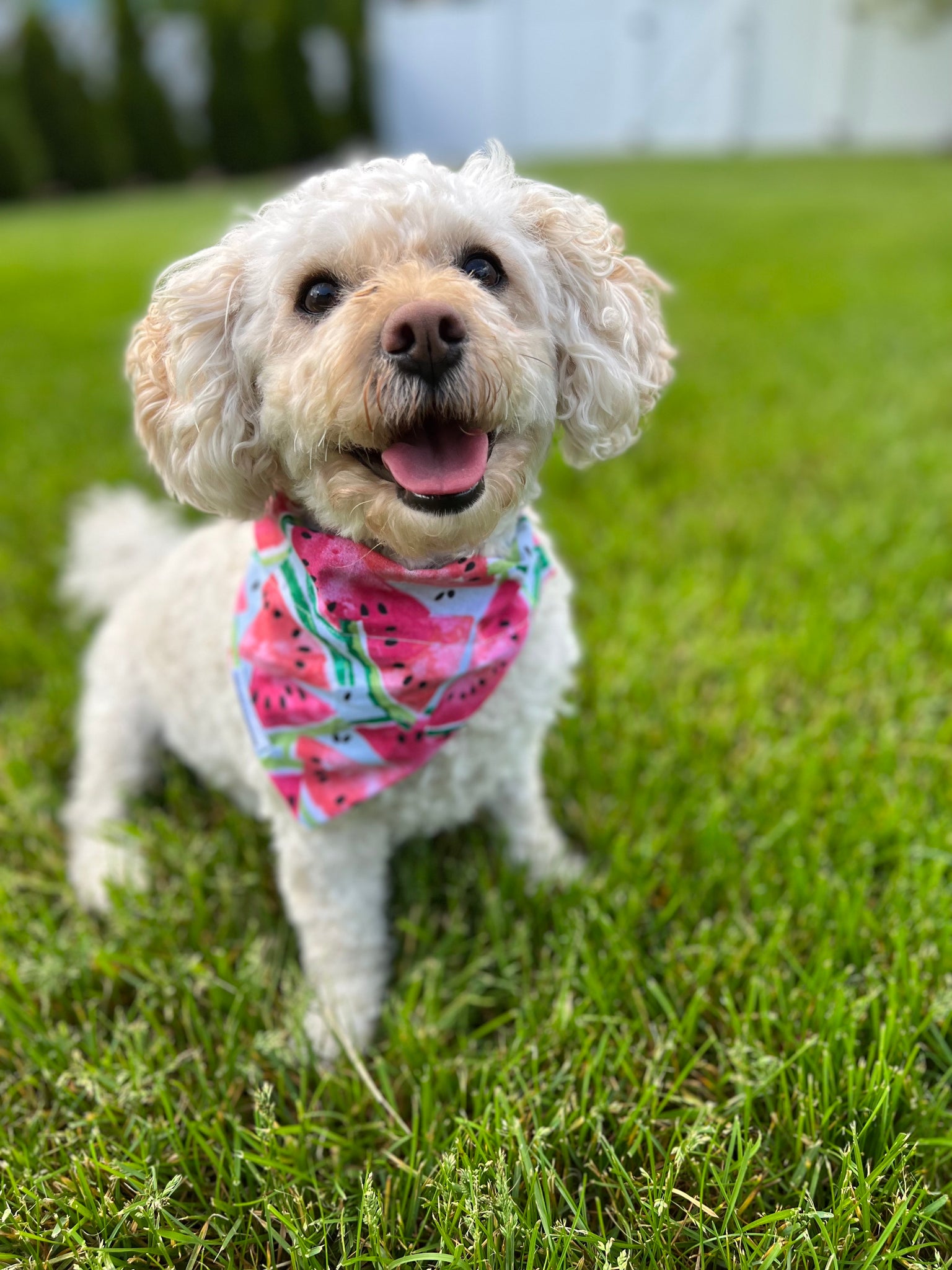 Watermelon Dog Bandana