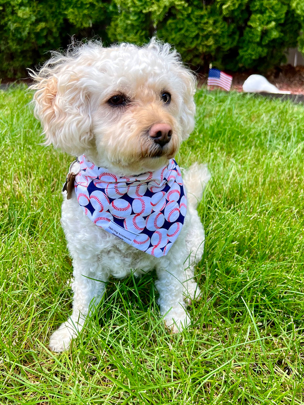 white and tan poodle mix wearing baseballs dog bandana