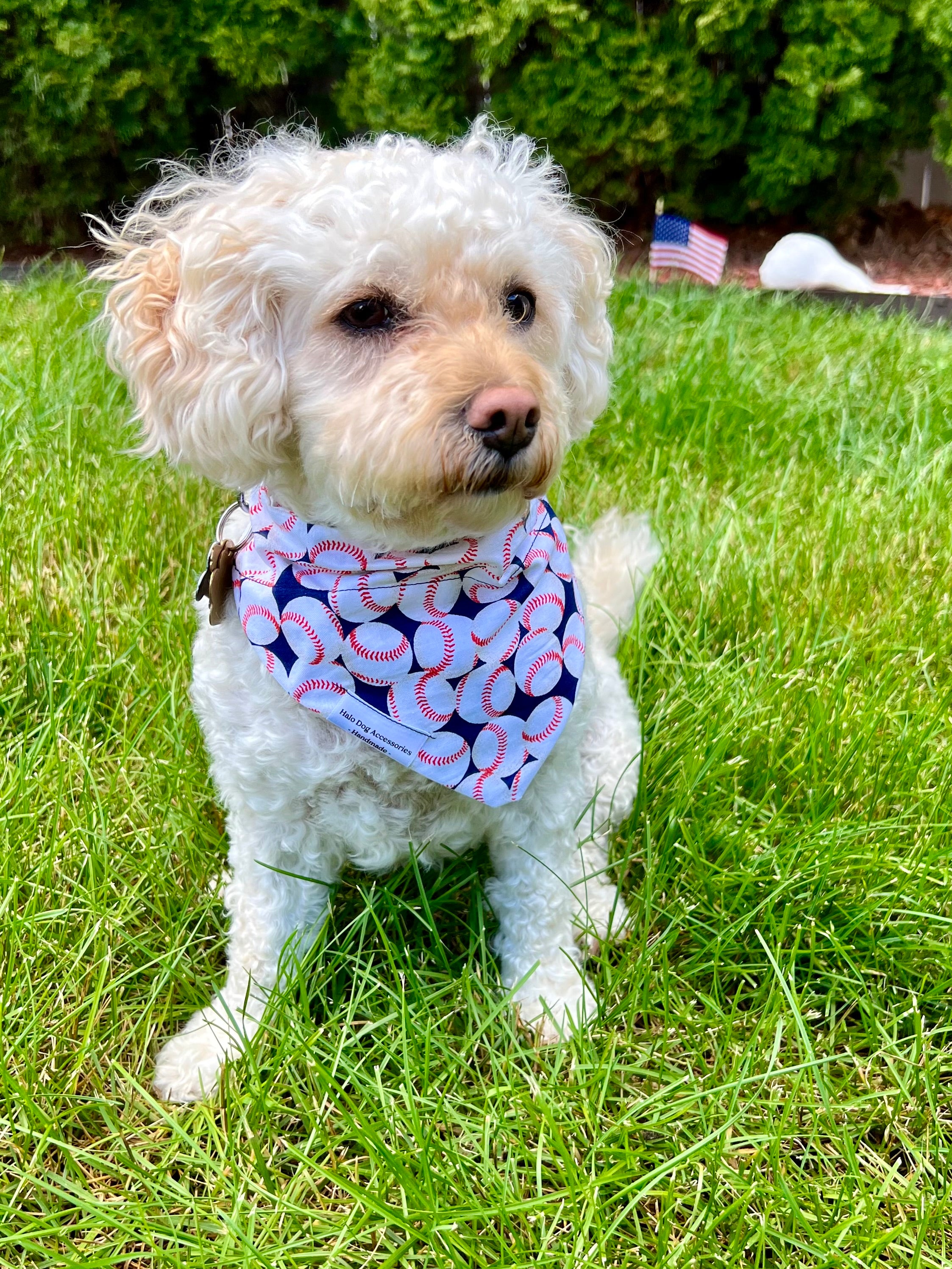 white and tan poodle mix wearing baseballs dog bandana