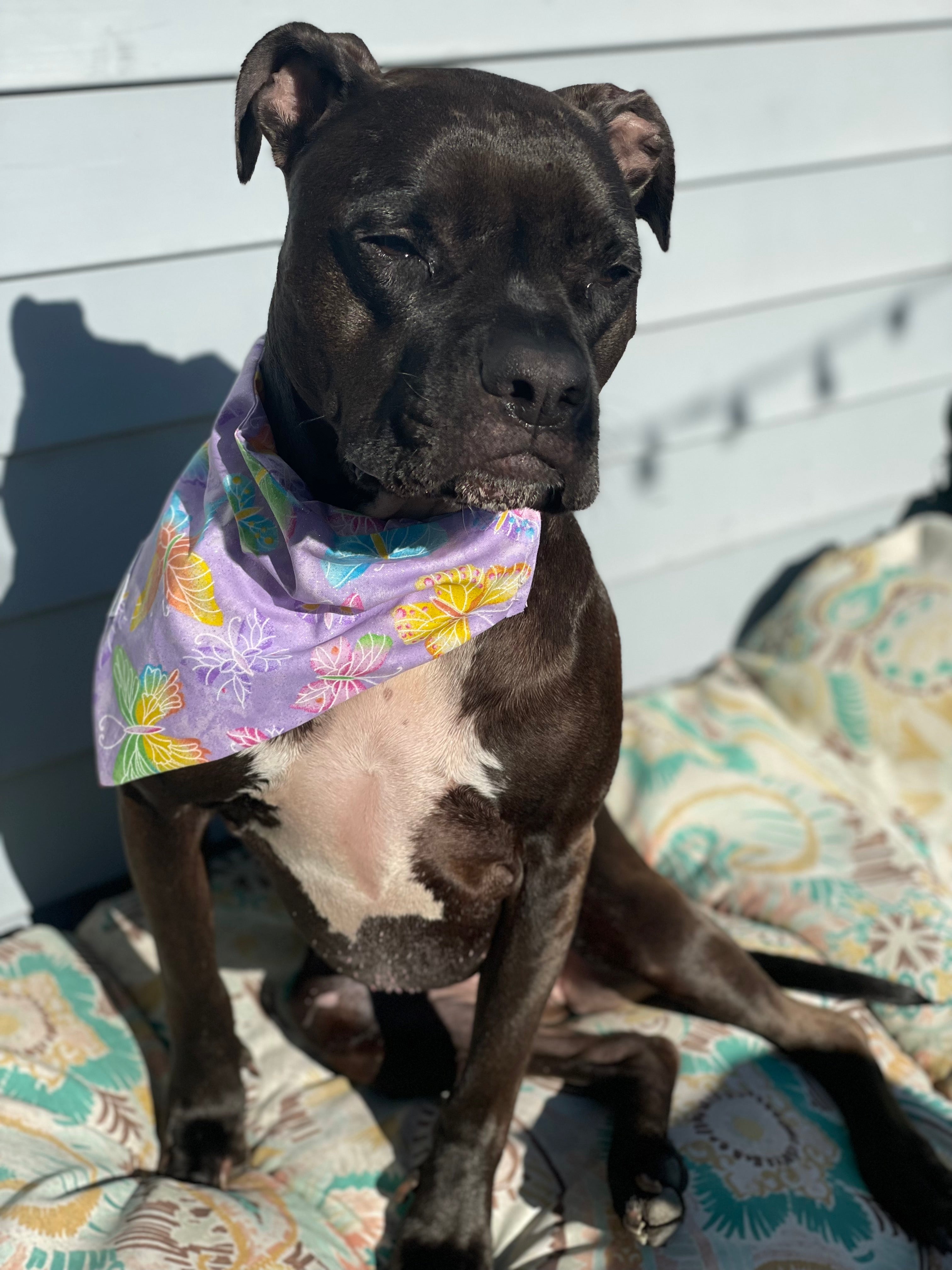 Large brown dog wearing lavender Bandana with butterflies, sitting outside
