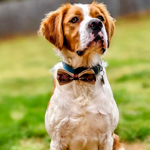 Camouflage Dog Bow Tie