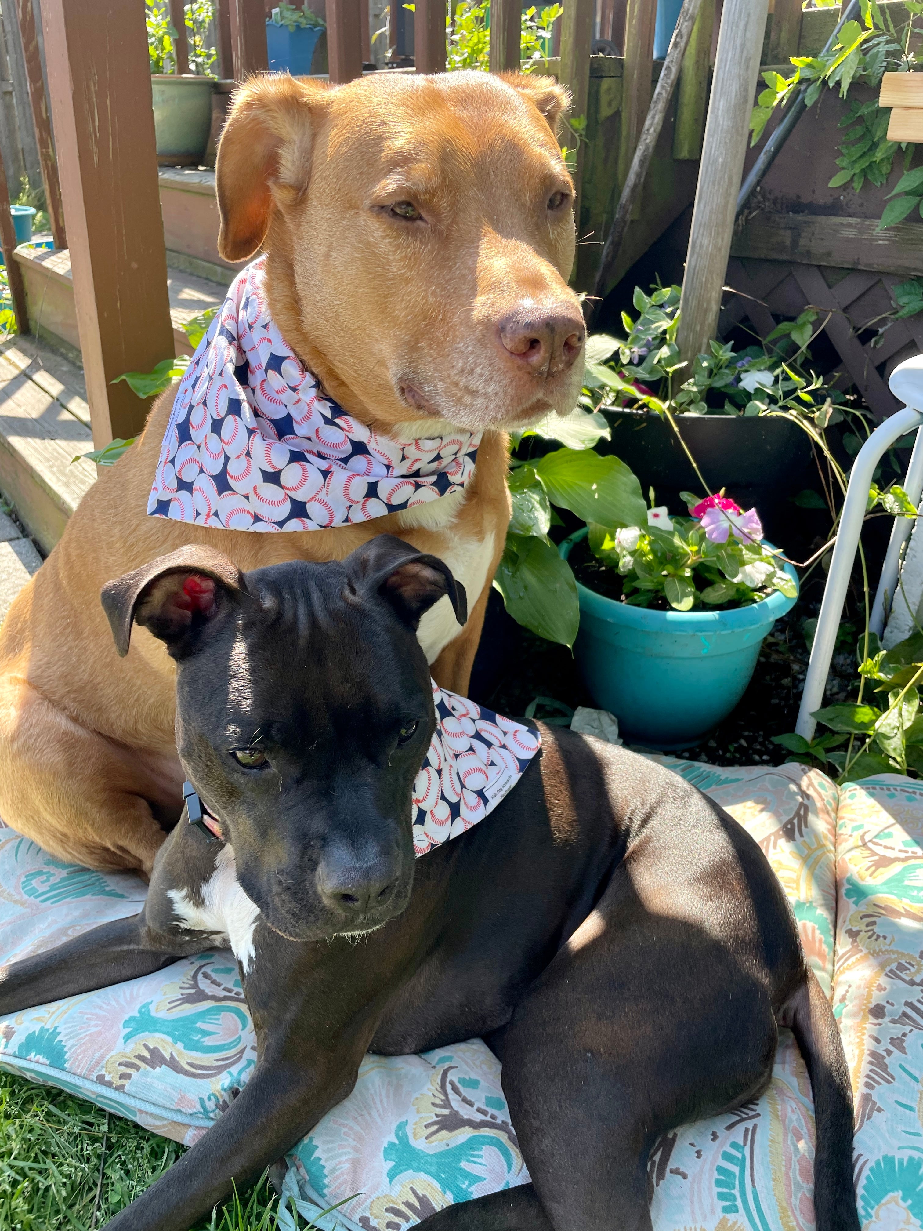 tan pitbull and black pitbull wearing baseball dog bandana