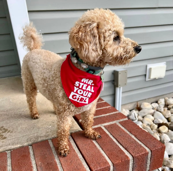 Mr. Steal Your Girl Dog Bandana