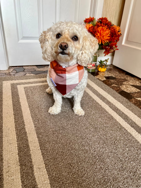 Pumpkin Patch Dog Bandana