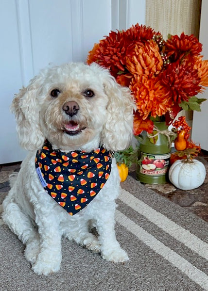 Tricks For Treats Dog Bandana