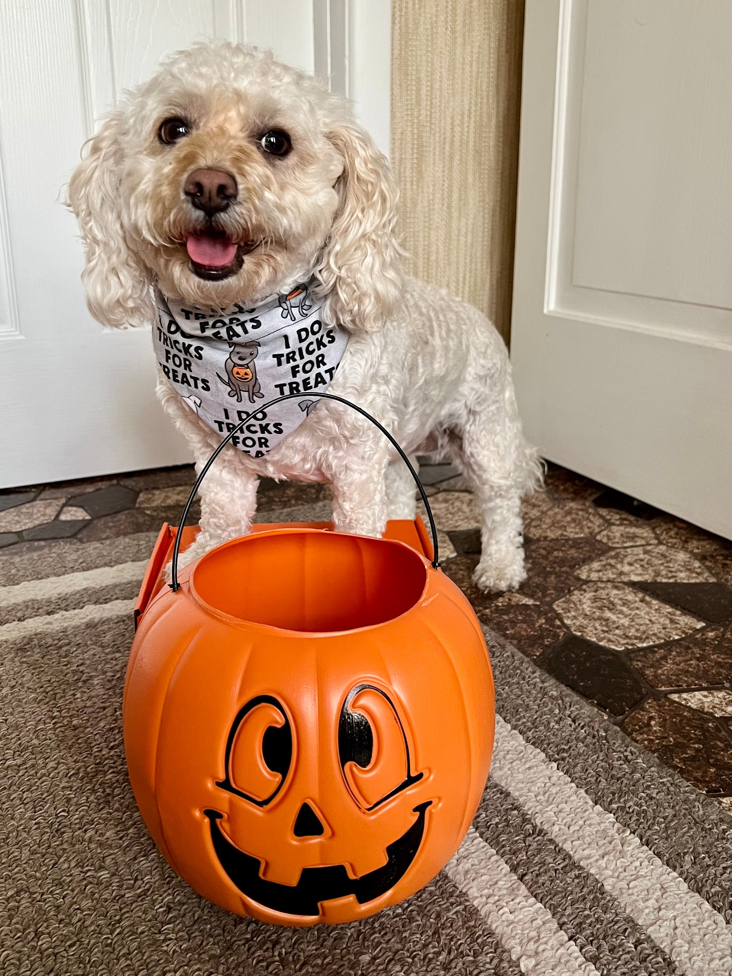 Tricks For Treats Dog Bandana