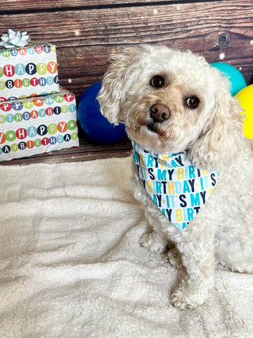 Reversible Birthday in Blue Dog Bandana