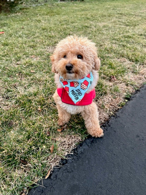 tan bichon dog wearing blue stud muffin valentines day bandana