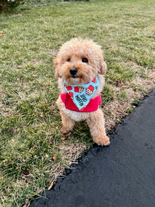 tan bichon dog wearing blue stud muffin valentines day bandana