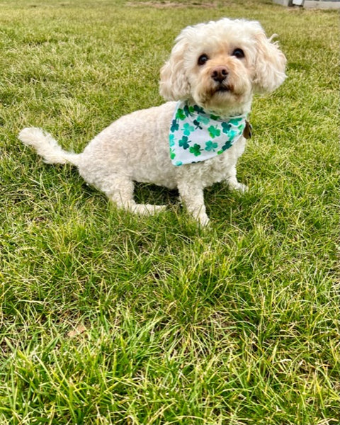 Reversible Lucky Dog Bandana