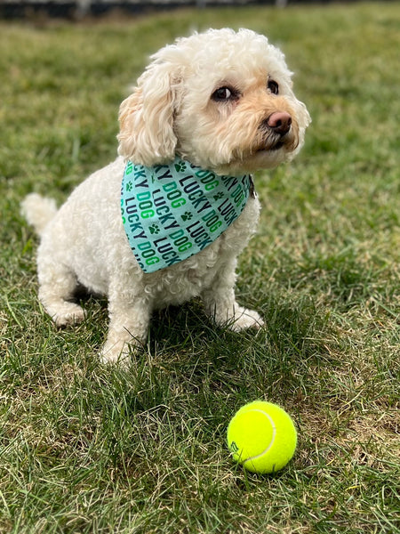 Reversible Lucky Dog Bandana