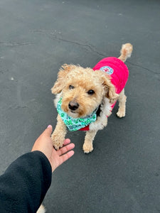 Reversible Lucky Dog Bandana