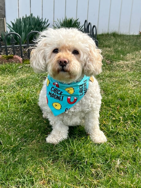 Chick Magnet Dog Bandana