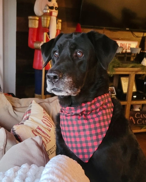 black lab wearing black and red buffalo plaid dog bandana
