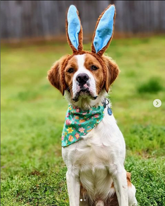 brittany spaniel wearing  pastel green background with colorful eggs and Spring flowers dog bandana