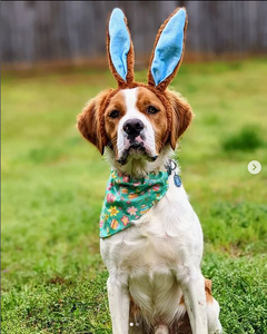 Easter Eggs Dog Bandana