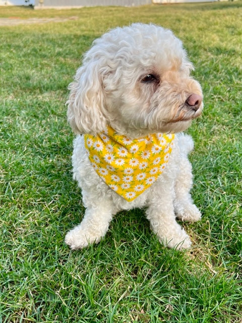 A medium white fluffy dog wearing a yellow bandana with daisy patterns sitting on grass.