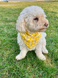 A medium white fluffy dog wearing a yellow bandana with daisy patterns sitting on grass.