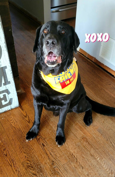 You've Got A Friend Dog Bandana